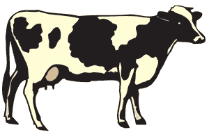 cow image