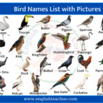 Bird Names List in English with Pictures