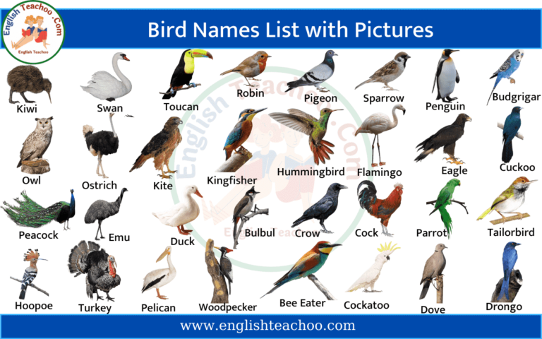 Bird Names List in English with Pictures