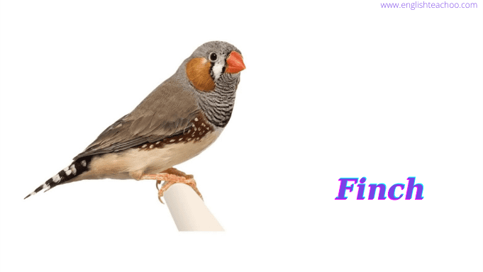 finch picture