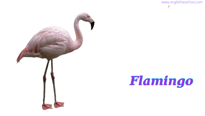 flamingo photo white