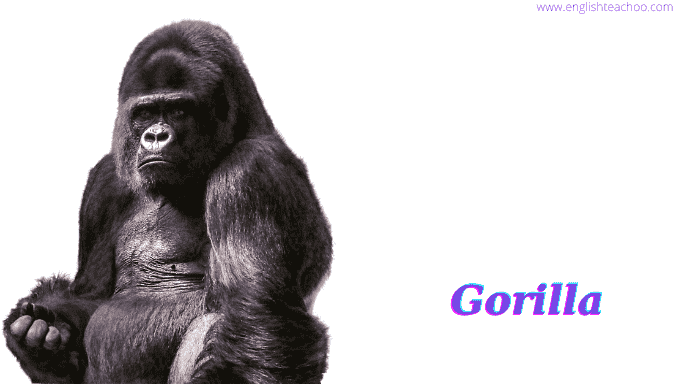 gorilla image white background
