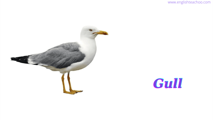 gull image