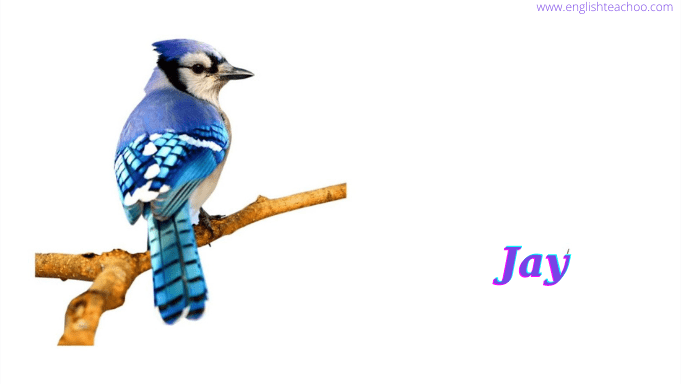 jay bird photo