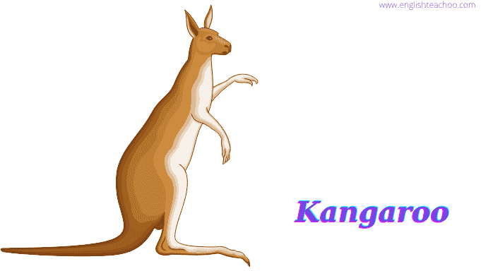 kangaroo image white background