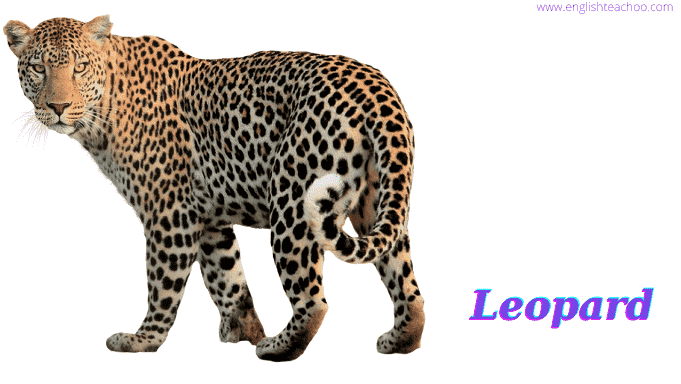 leopard image