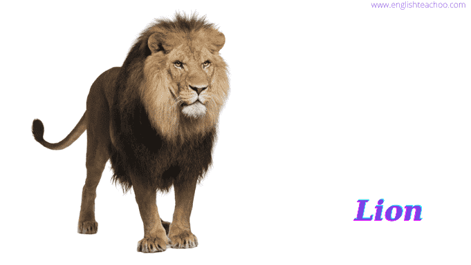 lion image white