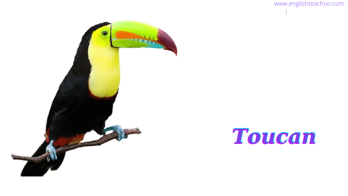 toucan biid image