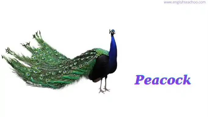 Peacock bird pictures white background