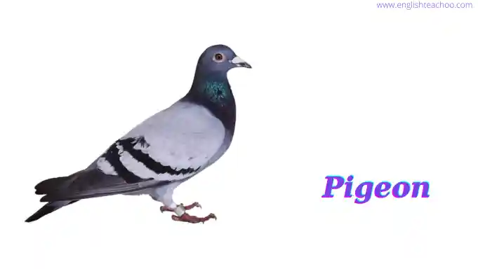 Pigeon bird pictures white background