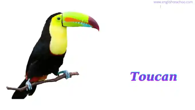 Toucan bird pictures white background