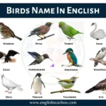 50+ Birds Name In English with Pictures