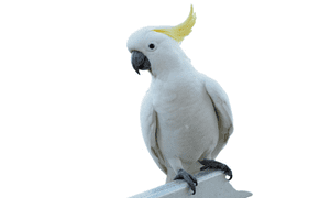 Cockatoo bird name