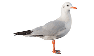 Gull pictures