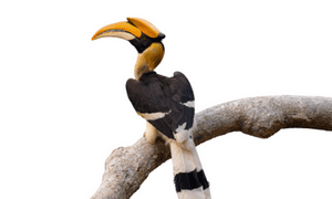 Hornbill bird