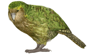 Kakapo birds name in English
