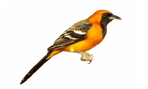 Oriole bird