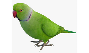 Parrot bird name in english