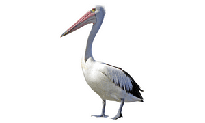 Pelican bird name english