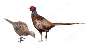 Pheasant bird name in english