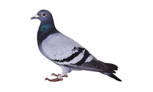 Pigeon bird name in english