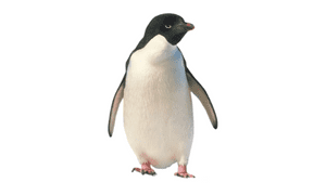 penguin bird name in english